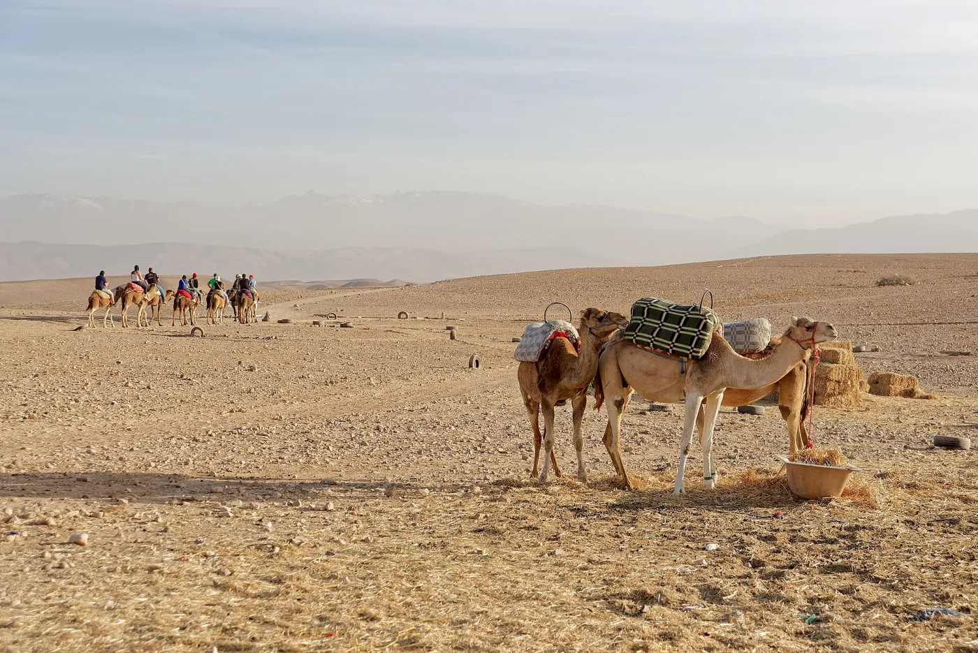Camel caravan crossing the rocky Agafay Desert hills at sunset with the High Atlas Mountains on the horizon, near Marrakech