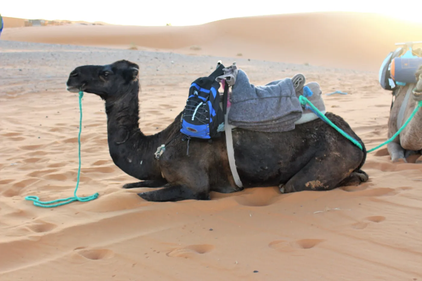 Saddled dromedary camel resting on the sand in the Sahara desert