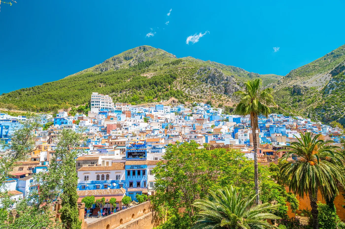 Blue-washed stairway and doorways in the Chefchaouen medina with potted plants, Rif Mountains, Morocco