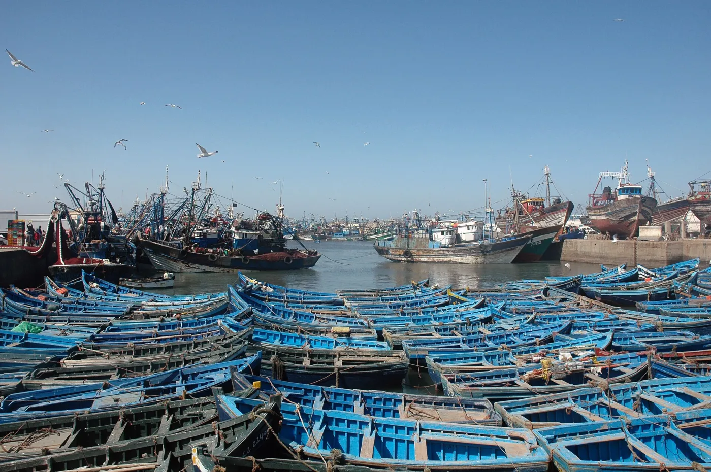 Blue fishing boats in Essaouira harbour with the stone ramparts and seagulls behind, Atlantic coast of Morocco