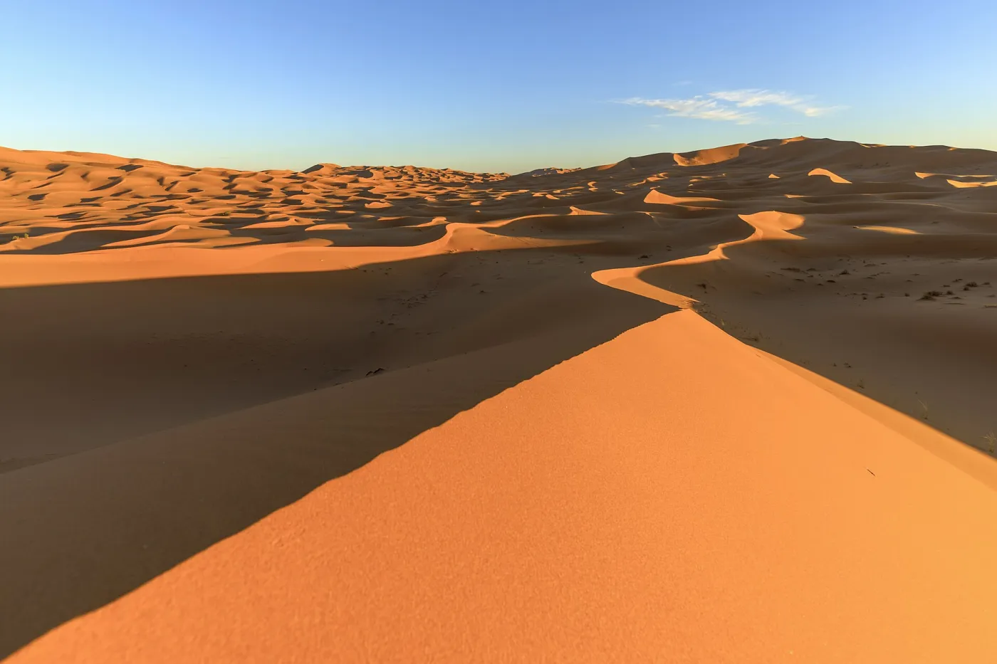 Camel caravan crossing the orange Erg Chebbi sand dunes near Merzouga at sunset, Sahara Desert, Morocco