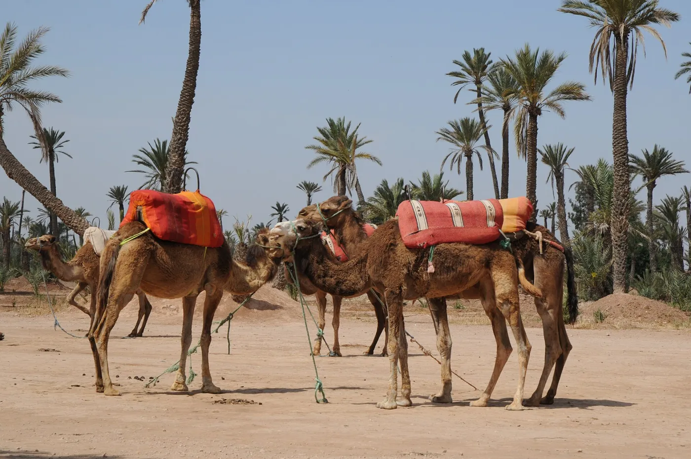 Camels resting under date palms in the Palmeraie of Marrakech